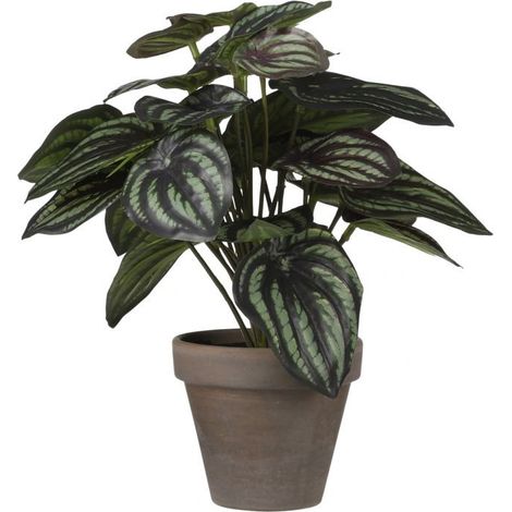 Mica Kunstpflanze Peperomia dunkelgrün, 24 x 23 cm Kunstpflanzen