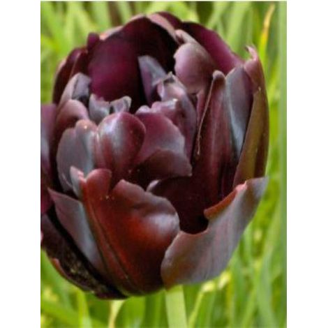 Tulipe double tardive 'Black Hero'® Bulbe calibre 11+ (par 6)