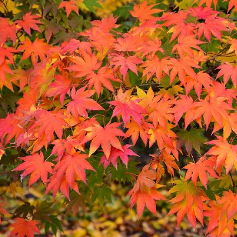 Érable du Japon de semis - Acer palmatum - 50-60 cm pot