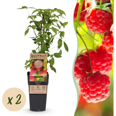 Framboisier Rubus idaeus Ottawa - Lot de 2 Plantes Fruitières Rustiques - Framboises Rouges - 50cm - PANGIVO (1/5)