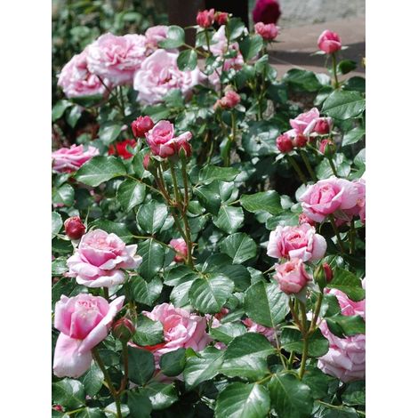 Rosier grimpant 'Aloha' Pot de 10 cm/11cm, Issu de bouture