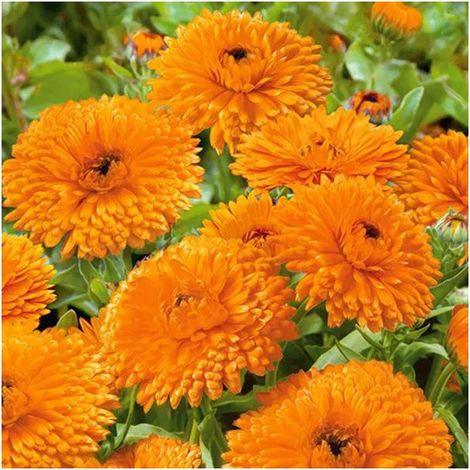 1000 Graines de Calendula Officinalis – Souci Pacific Beauty Mix, Floraison Abondante, Massifs et Conteneurs
