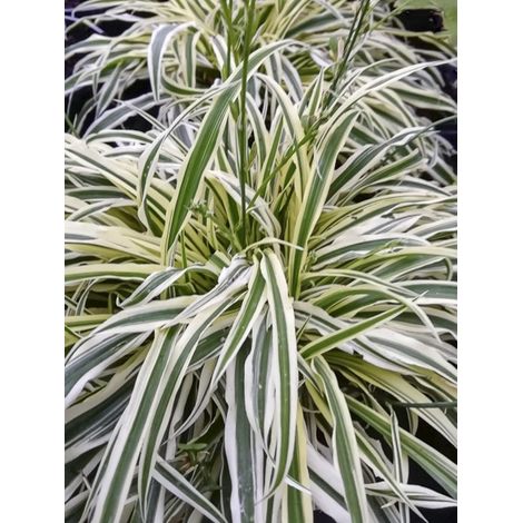 Arthropodium 'Little Lilia' Godet de 8/9 cm (1/2)