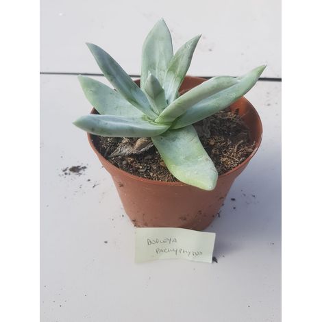 Dudleya Pachyphytum (1/2)