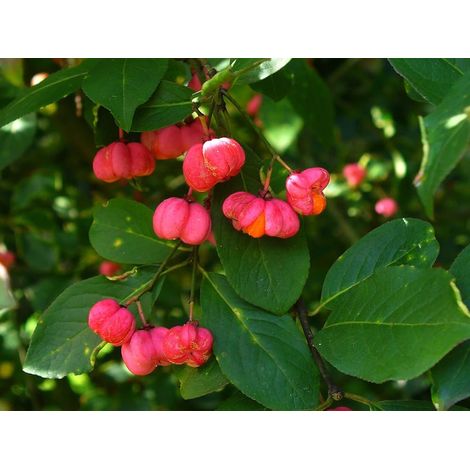 Euonymus europaeus - berretta del prete - alveolo forestale medio (1/2)