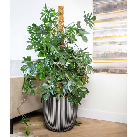 Pot de fleur boule - CAPI EUROPE - GROOVE NL - 43 x 41 cm - Anthracite (1/5)
