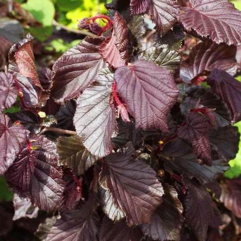 Noisetier tortueux ® 'Red Majestic' - 30-40 cm pot