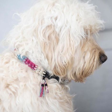 Kit DIY crochet - Creativ Company - Collier pour chien - Réfléchissant - Taille moyen - Niveau intermédiaire