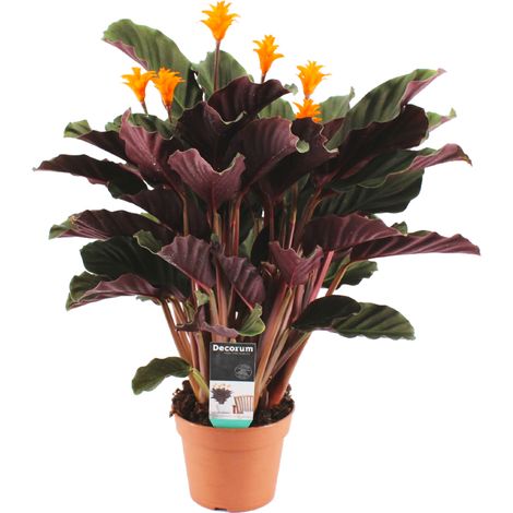 Bloomique - Calathea Crocata - Flamme éternelle - Plantes d’intérieur - Dépolluante - Floraison - Facile d’entretien - 40-50 cm de haut - Pot 14 cm