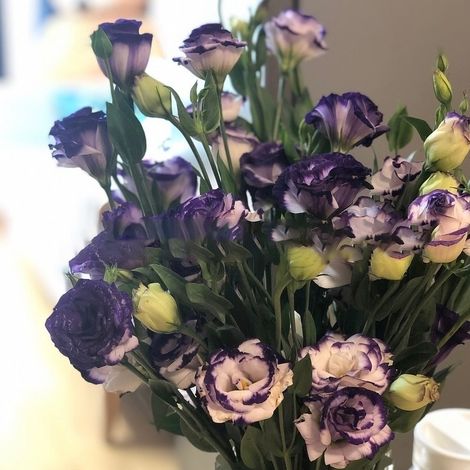 50 graines de Platycodon grandiflorum (blanches), faciles à cultiver et à planter, idéales pour un balcon ou un jardin. (1/2)