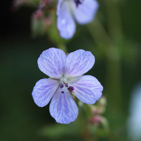 4 x Géranium vivace des près 'Mrs Kendall Clark' - godet 9x9 cm