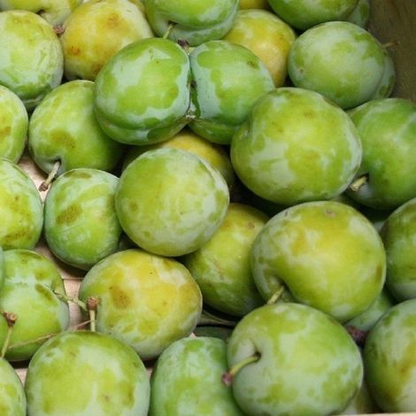 PIANTA DA FRUTTO SUSINO REGINA CLAUDIA VERDE in vaso 20 età 2/3 anni foto reali