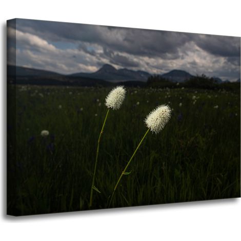 Stampa su tela Natura Fiori selvatici 70x50 cm