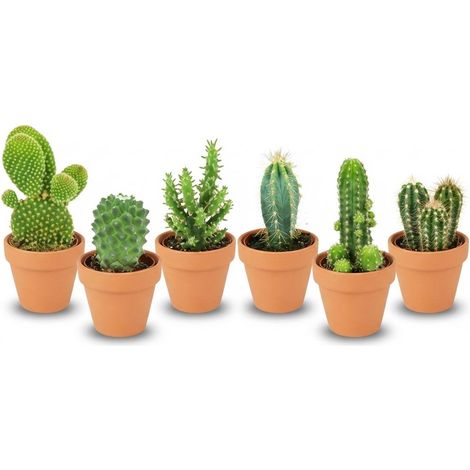 Lot de 6 Mini Cactus Mélange Varié en Pots de Terre Cuite Ø 5,5 cm Hauteur 5-10 cm Plante d'Intérieur - PANGIVO (1/4)