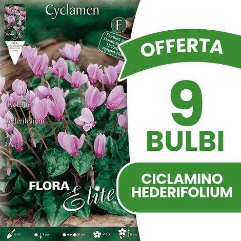 OFFERTA 9 BULBI CICLAMINO CYCLAMEN HEDERIFOLIUM BULBS BULBES