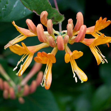 Chèvrefeuille - Lonicera xheckrottii Goldflame 70cm (1/2)