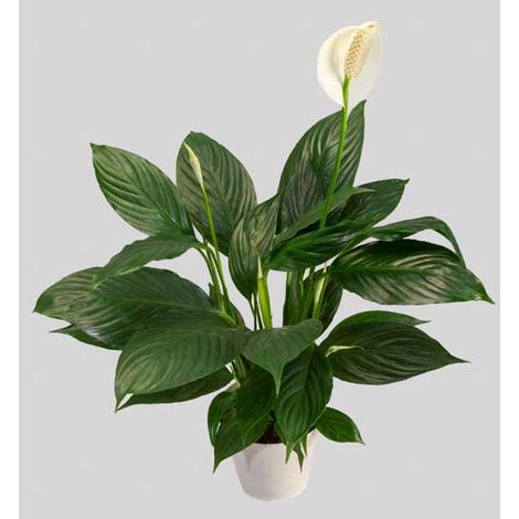 SPATHIPHYLLUM PICO CUPIDO VASO 13CM