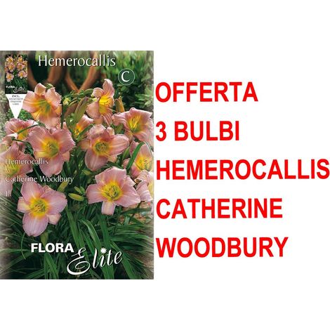 OFFERTA 3 BULBI PRIMAVERILI DI HEMEROCALLIS CATHERINE WOODBURY BULBO BULBS BULBES