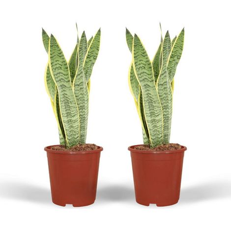 Sansevieria Laurentii Plantes d’Intérieur Lot de 2 Feuillage Vert et Jaune Pot 14 cm Hauteur 40 cm - PANGIVO (1/5)