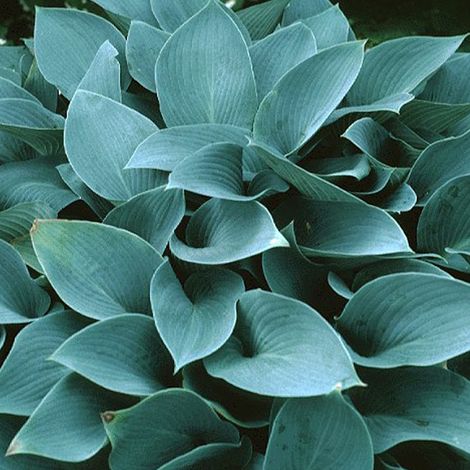 4 x Hosta 'Halcyon' - godet 9x9 cm