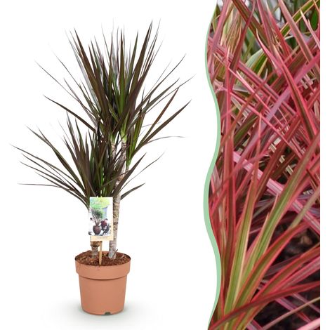 Dracaena Magenta Plante d'Intérieur Arbre à Sang de Dragon Entretien Facile Pot Ø 17cm 70-80cm - PANGIVO (1/5)