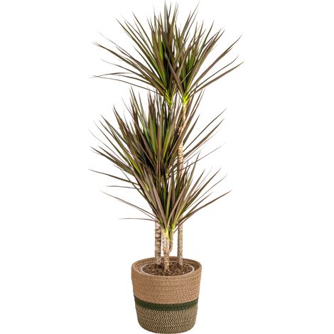 Dracaena Marginata Magenta Plante Verte d'Intérieur avec Pot Ø21 cm Hauteur 110-130 cm - PANGIVO (1/3)