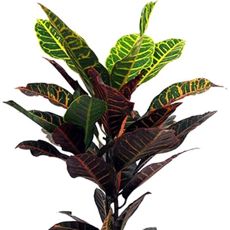 Planta de Crot�n Petra. 55 - 60 Cm
