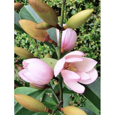 Magnolia 'Fairy Blush'® -Michelia- Pot de 4L/5L (1/5)