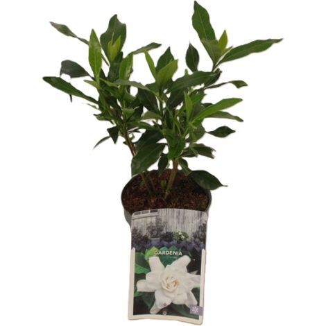 Gardenia jasminoides 3 piante in vaso 7X7 cm fiori profumatissimi (1/4)