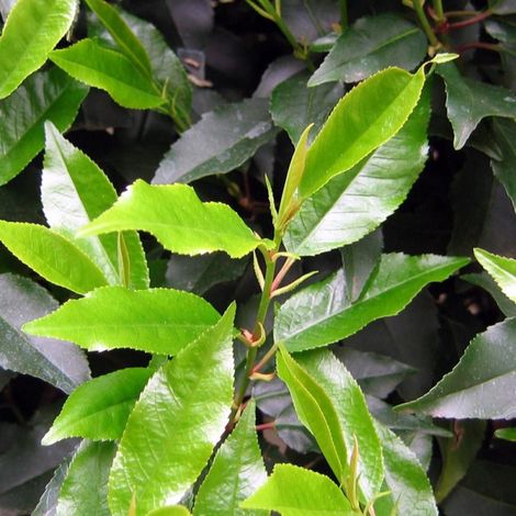 Laurier du Portugal Angustifolia, Prunus lusitanica/Pot de 7,5L - 60/80 cm (1/4)