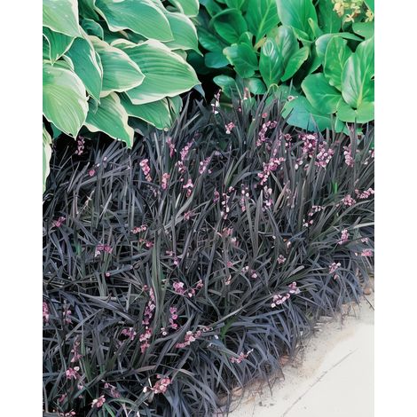 Gardenaria Ophiopogon planiscapus 'Black Dragon' - Graminacea ornamentale da esterno - Altezza: 15 cm (vaso 17)