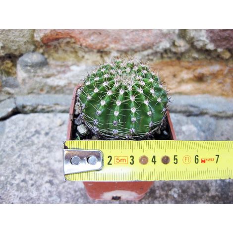 Echinopsis oxygona hybrid. fiore rosa 4 cm, cactus, pianta grassa (1/2)