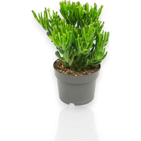 Gardenaria Crassula ovata 'Gollum' - Pianta da interno ornamentale - Altezza: 25 cm (vaso 17) (1/5)