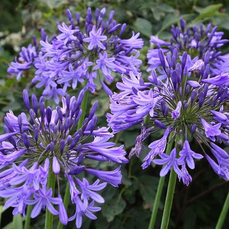 4 x Agapanthe  - Agapanthus 'Blue Triumphator'  - godet 9x9 cm