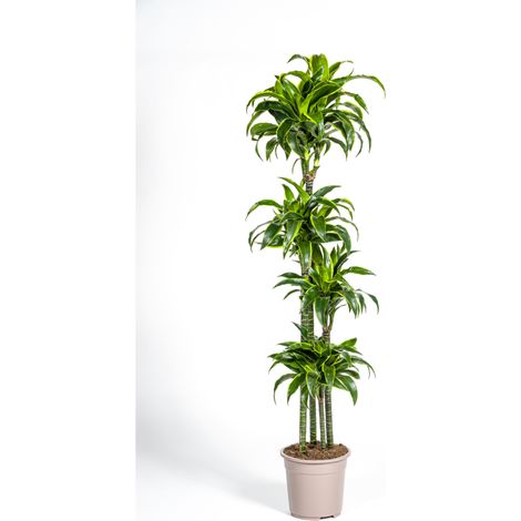 Dracaena Deremensis Dorado - Plante d'Intérieur Décorative - Feuillage Vert et Jaune - Ø27cm H170-190cm - PANGIVO (1/5)