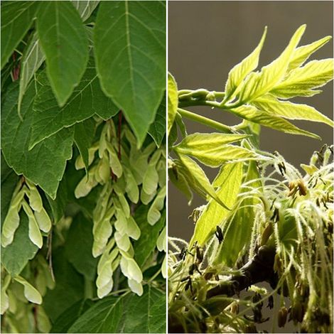Semillas de Acer Negundo. Arce. 50 Gramos