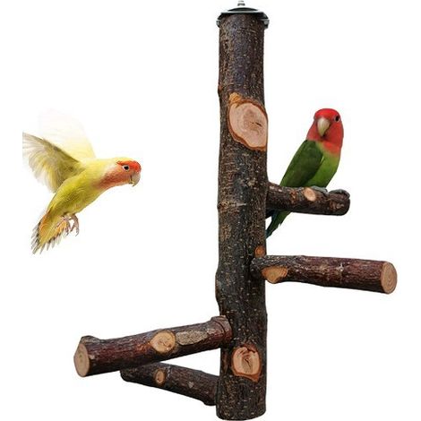 Joody Perchoir pour Cage de Perroquet Jouets pour Perruche Perchoir en Bois Naturel pour 3 ou 4 Petits ou Moyens, Cacatoès, Conure, Perruche, Oiseau d'amour, Pinson