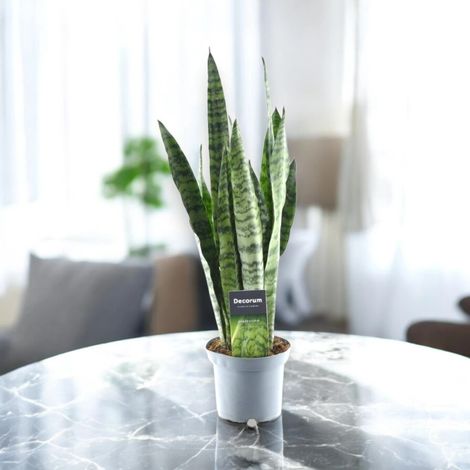 Gardenaria Sansevieria zeylanica - Pianta da interno ornamentale - Altezza: 40 cm (vaso 14) (1/5)