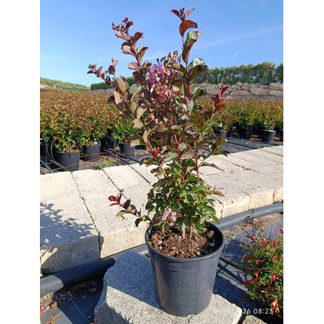 LAGERSTROEMIA INDICA TOUFFE 24 DYNAMITE (E.Q.)