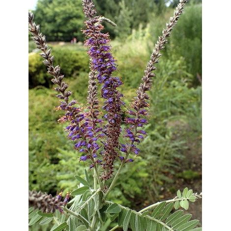 Faux Indigo canescens Godet de 8/9 cm (1/4)