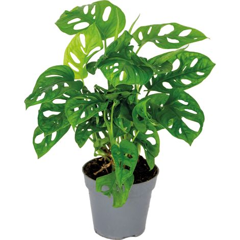 Monstera adansonii – Plante grimpante dépolluante – Hauteur 20-30 cm – Pot de culture 12 cm – Feuilles trouées pour purification de l'air