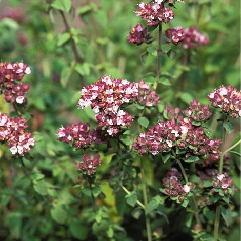 Plant Marjolaine origanum pot 1L (1/2)