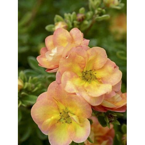 Potentille arbustive 'Double Punch Peach' Pot de 3L/4L (1/2)