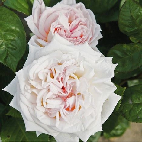 2 x Rosa  - Kordes Parfuma® rosier - Rosa 'Madame Anisette'®