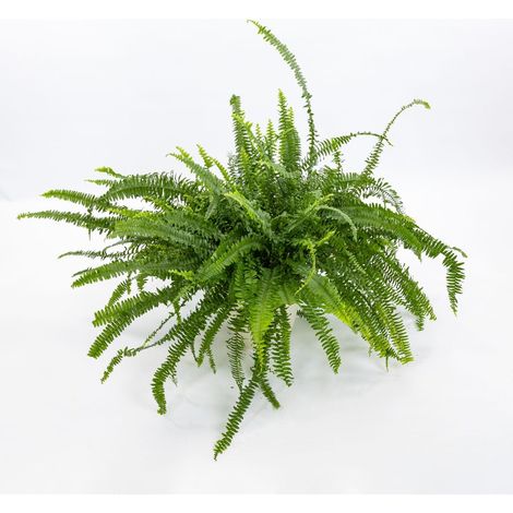 NEPHROLEPIS EXALTATA GREEN LADY IN VASO 12CM