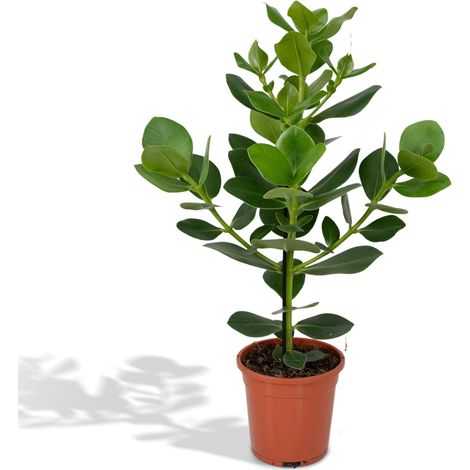 Clusia Rosea Princess Plante Verte d'Intérieur Décorative Feuilles Brillantes Ø 17 cm H 60 cm - PANGIVO (1/5)