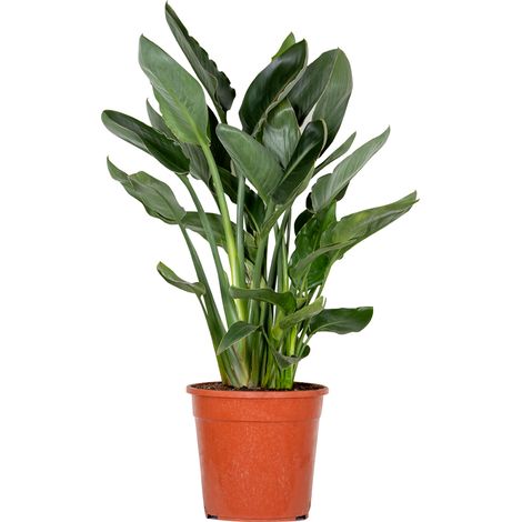 Bloomique - Strelitzia Reginae - Oiseau de paradis - Fleur de paradis - Plantes d’intérieur - Dépolluante - Entretien facile - Hauteur 80-100 cm - Pot 24 cm (1/4)