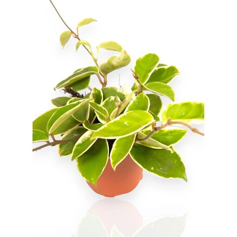 Gardenaria Hoya carnosa 'Krimson Queen' - Pianta da interno ornamentale - Altezza: 20 cm (vaso 12) (1/5)