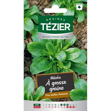 Graines Mâche Tezier à Grosse Graine (1/2)