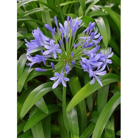 Agapanthe africanus Pot de 2L/3L (1/2)